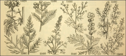 Members of the Tansy family, including common tansy (fig 11680) from J.C. Loudon's Encyclopaedia of Plants (1828)