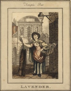 A lavender seller from William Marshall Craig's prints of 'Itinerant Traders'