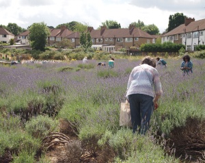 Carshalton's community lavender field in July 2013